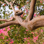 Crape Myrtles have bark that peels to reveal unique coloring for great winter interest.