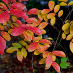 Fall leaf color of the Tuscarora is orange to red in color.