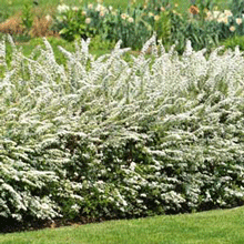 Vanhoutte Spirea Shrub
