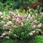Images shown are of mature plants