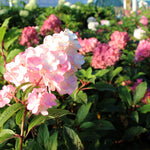 Blooms begin as white and transition to rich pink.