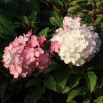 Blooms begin as white and transition to rich pink.