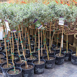 Vanilla Treat Butterfly Bush comes in this standard tree form.