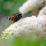 Vanilla Treat™ Butterfly Bush (Tree Form)