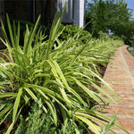 Variegated Liriope Plant