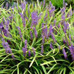 Variegated Liriope Plant