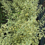 Chinese Variegated Privet Shrub