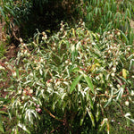 Variegated Color in a House Plant