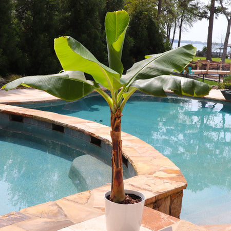 Veranda Banana Tree