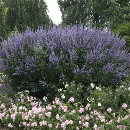 Vitex Chaste Tree