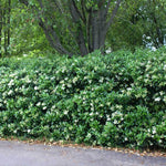 When less pruned, flowers appear in spring.