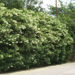 When less pruned, flowers appear in spring.