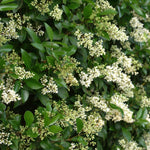 When less pruned, flowers appear in spring.