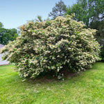 Waxleaf Privet Hedge