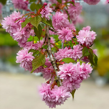 Weeping Extraordinaire™ Cherry Tree