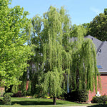 Willows soften the landscape with arching branches that sway in the wind.