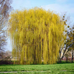 Leaves turn a deep yellow color in fall.