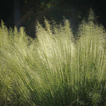 White Cloud Muhly Grass