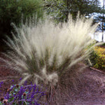 White Cloud Muhly Grass