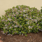 Snow White Indian Hawthorn Shrub
