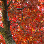 Brown to red fall color.