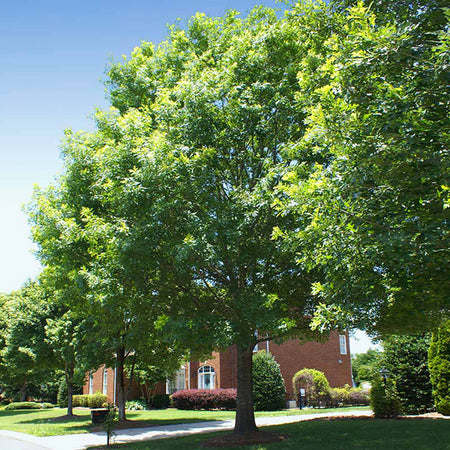 White Oak Tree