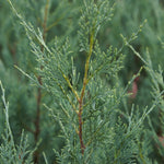 Wichita Blue Juniper has blue-gray foliage that retains good color all year.
