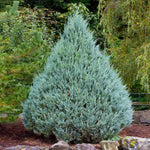 Wichita Blue is a a compact, conical juniper.