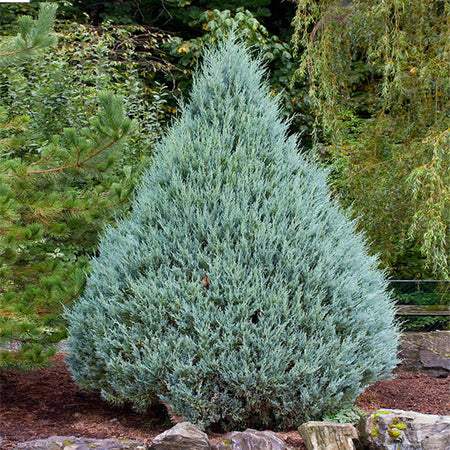 Wichita Blue Juniper Tree
