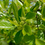 Glossy green leaves all summer.