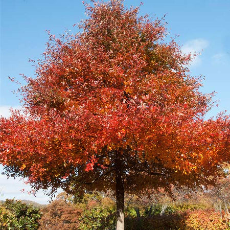 Wildfire Black Gum Tree