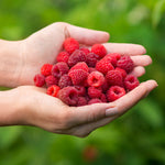 Willamette Red Raspberry Bush