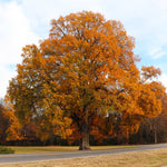 Fall color is a bright orange.