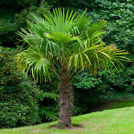 Windmill Palm Tree