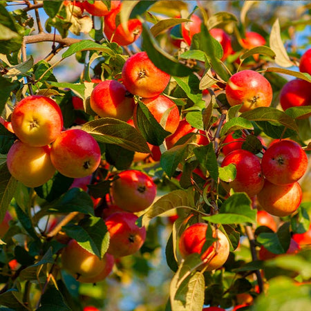 Winesap Apple Tree