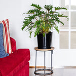 Xanadu Philodendron (Winterbourn) Plant