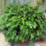 Grow Xanadu indoors in pots for a lush statement.