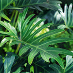 Xanadu Philodendron (Winterbourn) Plant