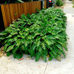 In zones 10 & 11 Xanadu is the perfect filler for part shade.