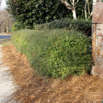 The Dwarf Yaupon in fall.