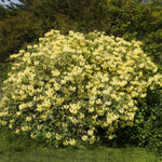 Images are of mature plants.