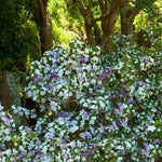 Image is of mature plant