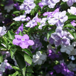 Yesterday, Today and Tomorrow Plant