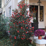 Yuletide Camellia Shrub