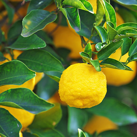 Yuzu Tree