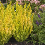 Images shown are of mature plants