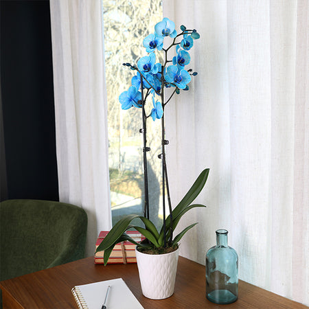 5-Inch Premium Orchid