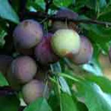 Dwarf Burbank Plum Tree