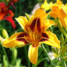 Blackeyed Stella Daylily