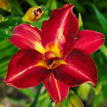 Images shown are of mature plants